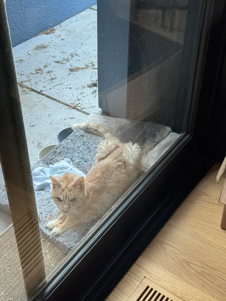 Peaches looking inside in the morning