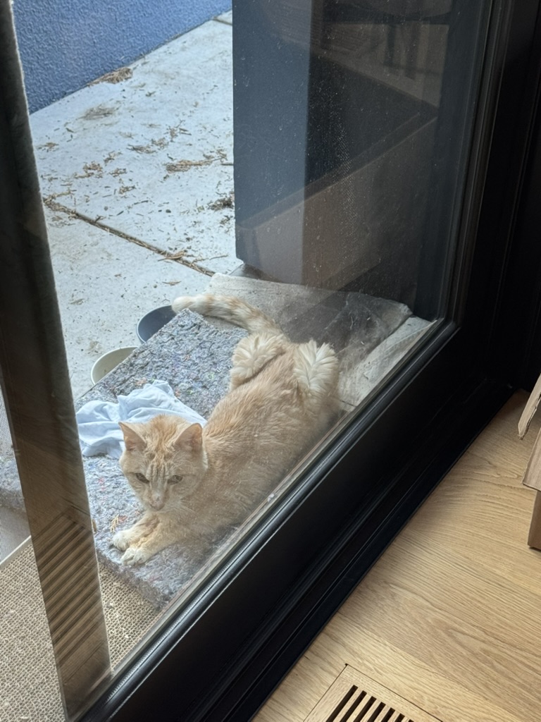 Peaches morning cuddles