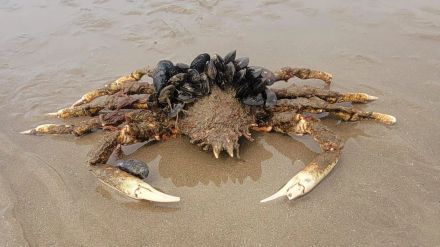 Crab with mussel hair